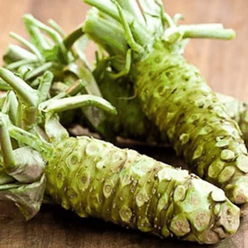 PERZOE 500 Stück Wasabi-Samen, produktiv, gut angepasst, Starke Vitalität, nahrhaft, dürretolerant, einfache Keimung, essbares Gartengemüse, Meerrettichsamen, Gartenbedarf Saatgut