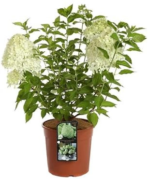 Ortensia Hydrangea paniculata Limelight pianta in vaso ø17 cm Vivaio di Castelletto