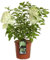 Ortensia Hydrangea paniculata Limelight pianta in vaso ø17 cm Vivaio di Castelletto