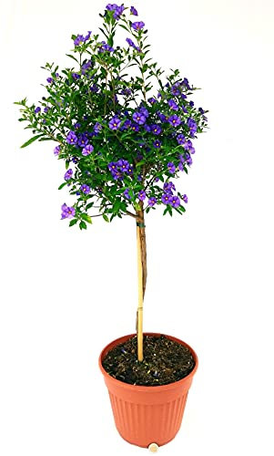 POWERS TO FLOWERS - SOLANUM RANTONETTI ALBERELLO XXL, vaso 19 ALTEZZA 70CM, pianta vera
