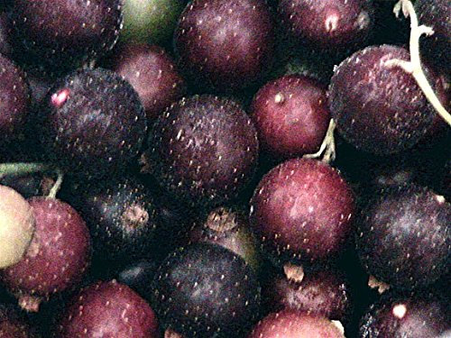 10 Ribes nero Semi 4 Jelly & foglie secche 2 fare il tè
