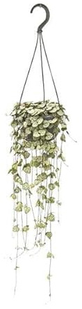 Leuchterblume Ceropegia woodii – Zimmerpflanze – Ø14cm – 50cm – pflegeleichte Hängepflanze mit dekorativen Ranken – ideal für Wohnzimmer, Büro & Fensterbank