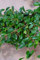 Teppichmispel Cotoneaster dammeri radicans 20-30 cm im 1,2 Liter Pflanzcontainer 1 VE = 10 Pflanzen