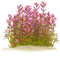 Rotala ramosior 'Florida' - Lowland Rotala in vitro - 5,5cm Bechergröße - Hintergrund Wasserpflanzen für Aquarien