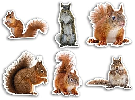 6 x 10 cm Eichhörnchen Vinyl Aufkleber – Wald Lustiges Tiermuster Natur Haustiere Gesicht Wild Mädchen Jungen Reise Scrapbooking #80818