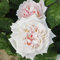 2 x Rose - Rosa 'Madame Anisette' Topf 25-30 cm - Die duftende Kordes-Neuheit aus der Parfuma-Kollektion