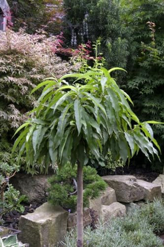 Prunus persica 'Bonanza' 60 cm - Zwergpfirsich, rosa Blüten, Blütezeit April, ideal für Kübel, essbare Früchte, pflegeleicht und winterhart