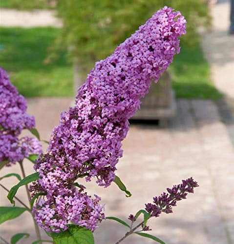 Sommerflieder Pink Delight 125-150cm - Buddleja - lebende Gartenpflanze aus den Baumschulen