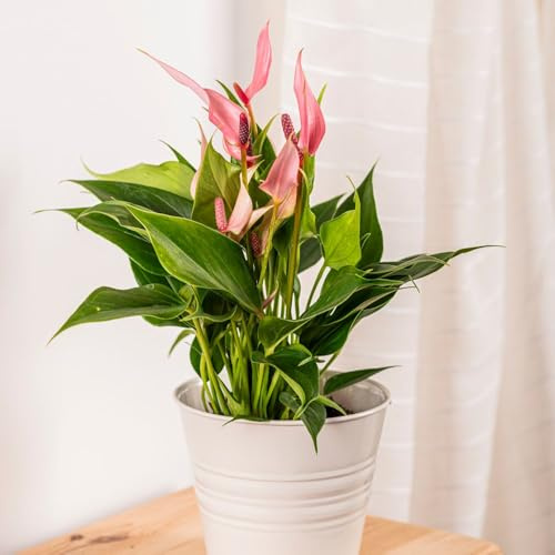 Anthurium ‘Lilli’ | Flamingo Flower Houseplant with Pink Spathes | Easy-Care Indoor Plant for Home | Exotic Tropical Gift Plant | Air-Purifying - 1x 9cm Potted Plants by Thompson & Morgan