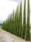 100 Semi di Cipresso Mediterraneo (Cupressus Sempervirens Pyramidalis)