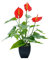 ZHDOKA 13,8 Zoll Künstliche Calla-Lilien Im Topf, Künstliche Kleine Calla-Lilien aus Kunststoff, Topfpflanze mit Topf, Künstliche Anthurium-Bonsai für Zuhause, Büro, Innen- und(Rot)