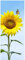 Wallario Glasbild Sonnenblume mit Schmetterling - 32 x 80 cm Wandbilder Glas in Premium-Qualität: Brillante Farben, freischwebende Optik