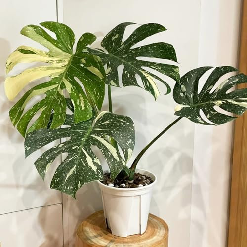 Monstera variegata samen- Monstera samen- geschenke für gartenliebhaber stauden winterhart mehrjährig,schnell wachsender katzenfreundliche zimmerpflanzen,gartenpflanzen ausgefallene 30pcs