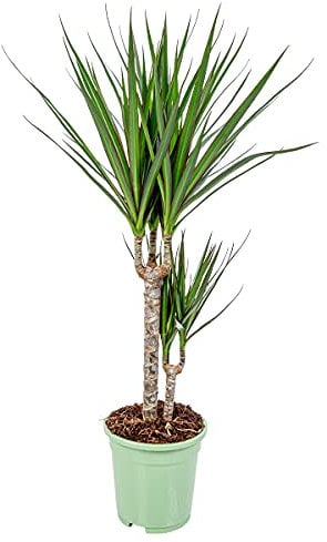 Dragonier - Dracaena 'Marginata' chaque - Plante d'intérieur en pot de pépinière ⌀17 cm - 75 cm