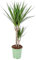 Dragonier - Dracaena 'Marginata' chaque - Plante d'intérieur en pot de pépinière ⌀17 cm - 75 cm