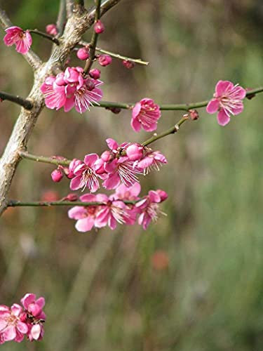 Japanische Zier-Aprikose Prunus mume ‘Beni-chi-dori’ Pflanze 25-30cm Rarität