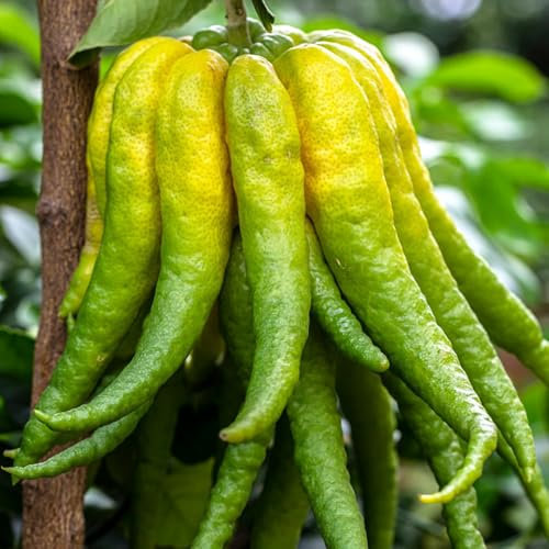Semillas de limón de la mano de Buda - Planta de cítricos exóticos - Semillas de bergamota - semillas de plantas, crecimiento rápido semillas orgánicas, plantas resistentes al exterior 50pcs