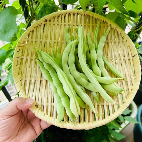 semillas de frijol arbustivo - semillas organicas hortalizas, semillas hortalizas exóticas semillas de frijol semillas de hortalizas orgánicas, jardín de plantas verduras frescas, 150pcs