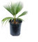 Palma “Washingtonia filifera, Palma californiana in vaso Ø9 cm, Vivaio di Castelletto