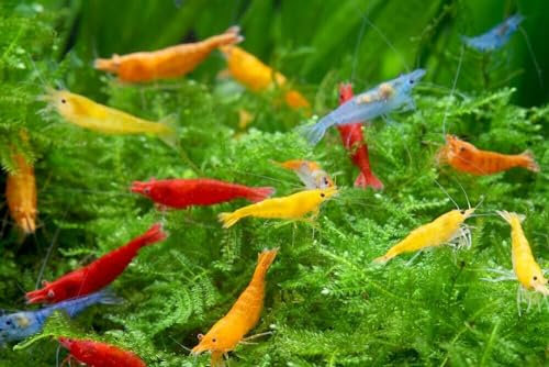 CU AQUATICS Live Shrimp Mix - Red, Blue, Black, Cherry, Yellow | Freshwater Algae Eaters for Aquariums
