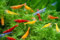 CU AQUATICS Live Shrimp Mix - Red, Blue, Black, Cherry, Yellow | Freshwater Algae Eaters for Aquariums