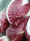 300 Semi Radicchio Rouge De Verona Garden Seed