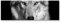 Paul Sinus Art Leinwandbilder | Bilder Leinwand 120x40cm Portrait – Wolf schwarz, weiß