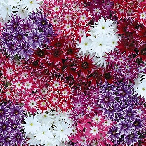 Phlox Pop Stars Mixed Garden Plant Half Hardy Annuals Garden Plants Easy to Grow Your Own 30x Garden Ready Plants by Thompson and Morgan (30)