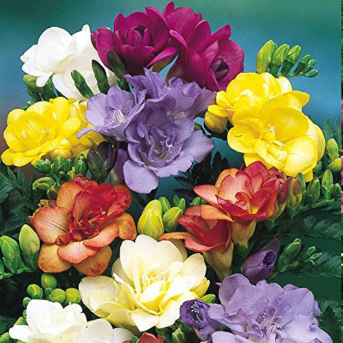 schone Summer Flowering Bulbs Collection - Adds Vibrant Colours to Your Landscape - Perennials - for Your Beautiful Garden (32 x Freesia Double Mixed)
