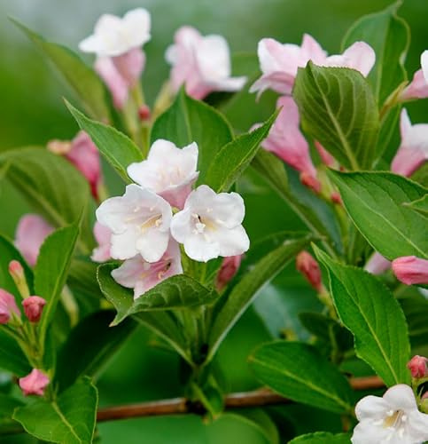 Zwerg-Weigelie Vintage Love 30-40cm - Weigela florida - lebende Gartenpflanze aus den Baumschulen