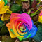 Rosenzwiebeln,Winterharte Staude, Kletterpflanzen,Duftende Blumen, Im Freien,Geeignet FüR TöPfe,Rosen,Rosen Pflanzen Winterhart-1zwiebeln-C
