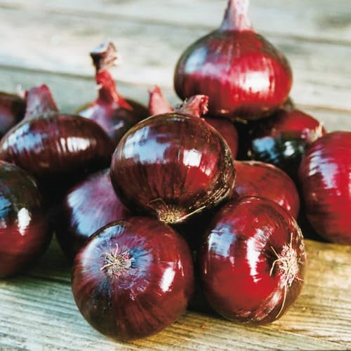 Onion 'Red Baron'. Small Plug Plant x 6. Dark Red Onions.. Available from Bedwen Plants.
