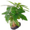 Happyyami Plante en pot d' à simulé artificiel arbres artificiels pot pourri usine Feuilles plante en plastique d'extérieur plantes vertes artificielles tissu de Green