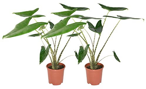 Zynesflora 2 Stück Alocasia Zebrina en pot de fleurs Ø 21 cm - Hauteur: 70 - 75 cm - Alocasie oreille d'éléphant plante d'interieur
