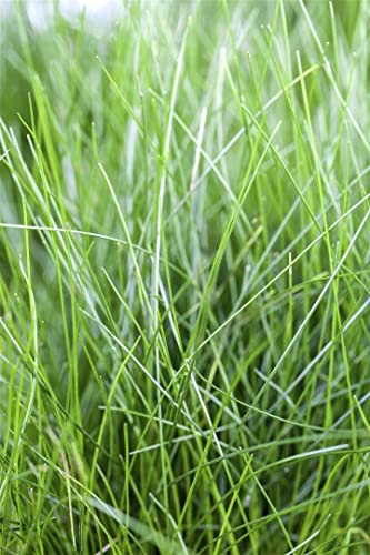 Eleocharis acicularis 9x9 cm Topf – Winterhart, Mehrjährig, Pflegeleicht – Nadelsimse – Aquariumpflanze & Teichpflanze für Vordergrund & Bodendecker
