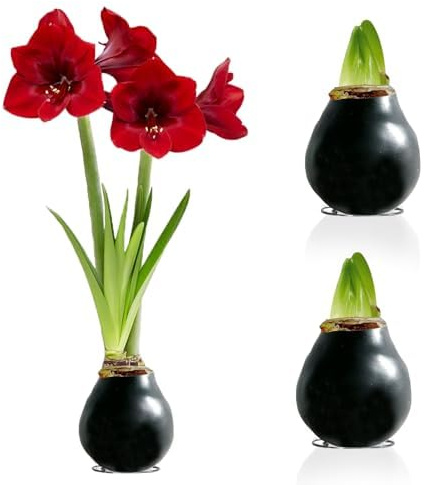 Amaryllis in Wachs Schwarz - 2 Wachsamaryllis Blumenzwiebeln | Wax Amaryllis Zwiebel in Großformat 26/28, Exklusive Echte Pflanzen aus Holland, Hippeastrum (keine Samen, nicht künstlich)