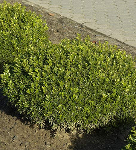 Buchsbaum Herrenhausen 50-60cm - Buxus sempervirens - Gartenpflanze