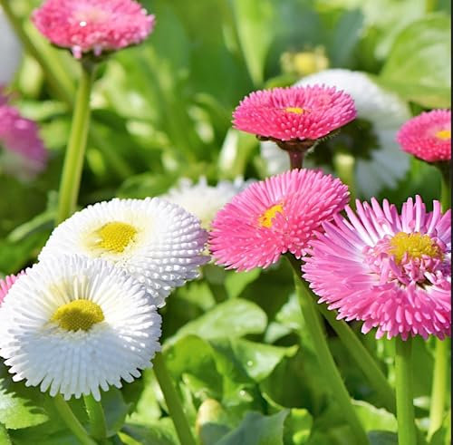 PlantiCo Bellis Perennis 0,1g Pâquerette Semi-double Mélange Vivace Graines de fleurs Jardin familial Fleurs