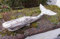 Deko-Objekt Wal Pottwal Maritime Skulptur Holz massiv Natur 43 x 21 cm