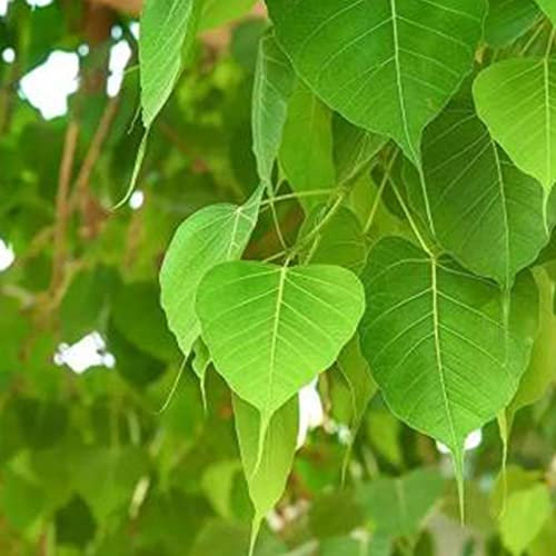 Haloppe 5 Stück Ficus Religiosa Pflanzensamen zum Pflanzen im Hausgarten, Bodhi-Baumsamen, verflochtene Wurzel-Bonsai-Gartensamen zum Pflanzen Bodhi-Samen