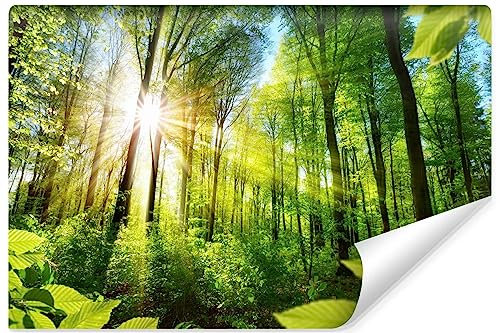 Muralo - Fototapete 3d Effekt - Selbstklebende Tapete 3d - Tapeten für Wohnzimmer Schlafzimmer - Fototapete Wald bei Tagesanbruch selbstklebend - Br. 416cm x Hö. 254cm