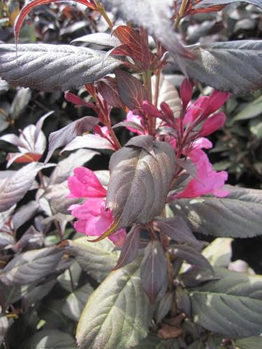Weigela florida Minor Black ® - Weigelie Minor Black ® - 40-60cm