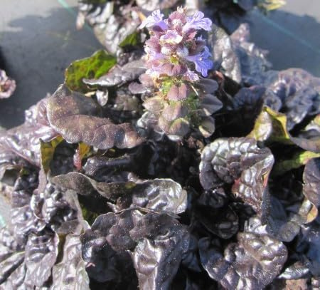 Kriechender Rotblättriger Günsel - Ajuga reptans Black Scallop
