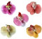 5PCS Orchid Hair Clip - Fashionable Women's Bohemian Bridal Accessory - Hawaiian Flower Design - Suitable for Girls' Parties, Weddings & Travel