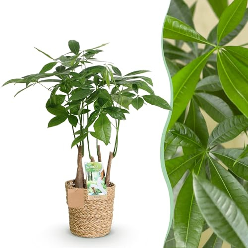 Pachira Aquatica mehrstämmig - Geldbaum - Pflegeleicht - mit Korb - Grün - 50-55cm - Ø17cm - Zimmerpflanze - Immergrün