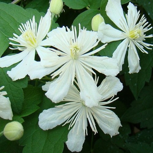 2 x Clematis Summer Snow - Weiß, Mehrjährig & Winterhart | 2-er set Klematis - Schnellwachsend | 2 x 1,5 Liter Topfen