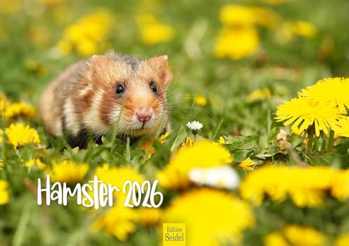 Edition Seidel Premium Kalender Hamster 2026 Format DIN A3 Wandkalender Tierkalender Säugetier Haustier Nager Nagetier