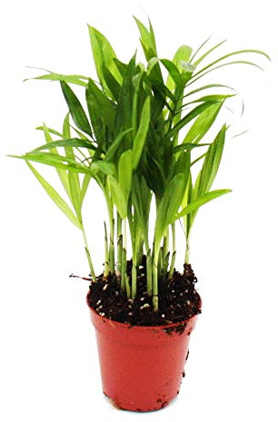 Exotenherz - Mini-Pflanze - Chamaedorea elegans - Bergpalme - Ideal für kleine Schalen und Gläser - Baby-Plant im 5,5cm Topf