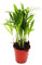 Exotenherz - Mini-Pflanze - Chamaedorea elegans - Bergpalme - Ideal für kleine Schalen und Gläser - Baby-Plant im 5,5cm Topf