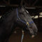 Halfter für Pferd Warmblut, Vollblut, Kaltblut – Stallhalfter, Weidehalfter, 2 Fach verstellbar an Kinnriemen und Genickstück, sicher & reißfest (Dunkelblau, Mini Shetty)